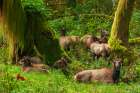 Roosevelt elk resting in the rainforest-Olympic Peninsula-Washington State-USA Art Print